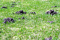 Moles push up mounds of soil when they're digging burrows several feet below the soil surface.