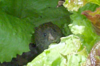 In the center of this picture is a meadow vole caught in the act of nibbling on a lettuce leaf at the Niagara Parks Commission Botanical Garden.