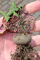After many years cyclamen tubers can grow four to six inches in diameter and live for decades.