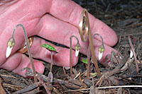 The flowers of hardy cyclamen emerge before the leaves in late August.