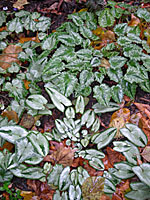 The leaves of hardy cyclamen show a range of sizes, form and markings.