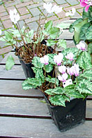 Potted tubers are the best way to establish hardy cyclamen in your landscape or garden.