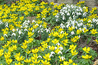 Snowdrops combine well with early blooming winter aconites.