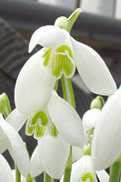 The flowers of snowdrops consist of three long petals that enclose three shorter petals tipped with green.