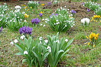 Snowdrops are generally just starting to fade as crocus come into peak bloom.