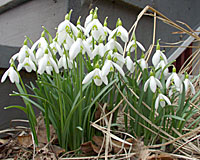 Digging and dividing this cluster of snowdrops after the flowers fade will yield about twenty bulbs.