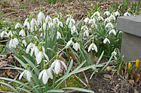 In this picture its easy to see that snowdrops are easily in bloom at least a couple of weeks before crocus.