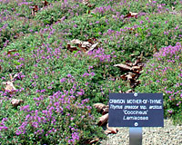 Crimson mother-of-thyme thrives in very dry sunny locations.