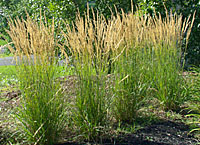 The vertical, nonspreading form and long flower season make featherreed grass an excellent addition to almost any landscape.
