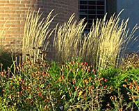 When backlit by early morning or late afternoon sunlight, the seedheads of feather reed grass seem to glow.