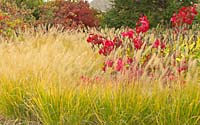 Massed plantings of fountaingrass are stunning in the fall when its tan-colored leaves contrast vividly with the red foliage and fruit of burning bush and other shrubs.