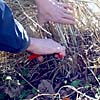 Ornamental grasses should be cut back to within two to four inches of the ground in late winter or very early spring.