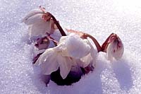 Clusters of creamy white flowers of Christmas rose peaking up out of the snow is a delight in our front yard every winter.