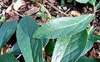 The thick, rich green leaves of hellebores make a great foil for summer-blooming perennials and annuals in the garden.