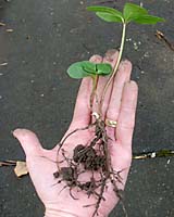 Both Christmas and Lenten roses produce viable seed, which leads to numerous seedlings that are easy to dig and transplant to other spots in the garden.