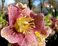 Some Lenten rose have speckled flowers.