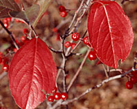 The brilliant red fall foliage color of red chokeberry rivals that of burning bush.