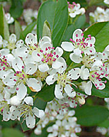 The pure white flower petals of chokeberry provide a good backdrop against which to appreciate the raspberry-colored anthers.