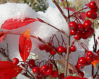 The brilliant red fall foliage and fruit of chokeberry is ablaze against a backdrop of early season snow!