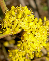 The individual flowers of corneliancherry are borne in clusters that are about three-quaters of an inch in diameter.