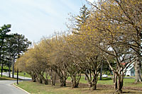 This row of corneliancherry in Burnet Park in Syracuse is likely the better part of fifty years old.