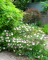 Buried under four feet of snow in February, this Frau Dagmar Hastrup rose is in full bloom along our driveway in early June!