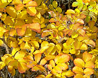 The leaves of frau dagmar hastrup turn golden yellow in October.