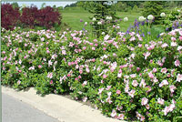 Fraue Dagmar Hastrup rugosa rose thrives alongside roads.