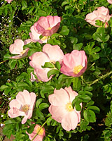 The soft pink flowers of Frau Dagmar Hastrup rose are delightfully fragrant.