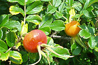 The one inch diameter fruit are effective for a week to ten days throughout the season.