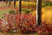 Gro-low fragrant sumac in the foreground combines well with the yellow foliage of bluestars at right.