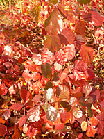 The leaves of Gro-low sumac turn reddish-orange to scarlet in the fall.