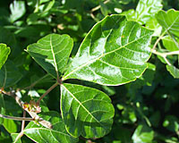 The shiny mint-green leaves of fragrant sumac arent affected by summer stress.