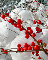 The bright red fruit of winterberry is effective through December in Central New York landscapes.