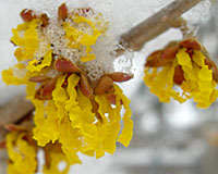 Arnold's Promise is one of the most readily available late winter-blooming hybrid witchazel cultivars.