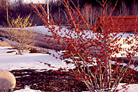 Diane, forground, and Arnold's Promise, background, in full bloom along Ike Dixon road in Camillus in early March.
