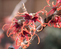Diane witchhazel has mostly reddish flower petals.