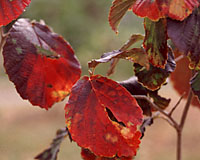 Purples, reds, yellow and orange can often be found a single leaf of witchhazels in the fall!