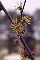 Oftentimes the pale yellow flowers of our native witchhazel are hidden by fall foliage.