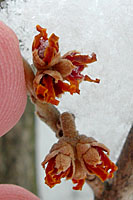 Compared to both our native witchhazel and the Asian hybrids, the flowers of vernal witchhazel are underwhelming.