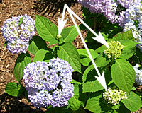 Endless Summer hydrangea blooms reliably every summer from buds formed on new stems.