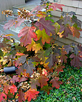 The fall foliage of oakleaf hydrangea is stunning!