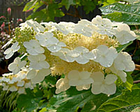 The cream-colored flowers of oakleaf hydrangea can be ten inches long.