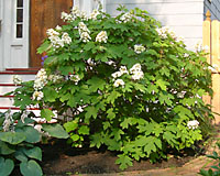 Oakleaf hydrangea grows into rounded shrub that matures at between five and eight feet tall and wide.