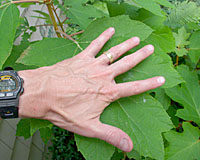 The oak-like leaves of oakleaf hydrangea are eight to ten inches long and wide.