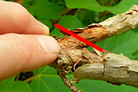 To reduce the size of oakleaf hydrangea, simply cut offending branches at spot where they connect to a larger branch.