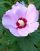 Rose of sharon flowers for more than a month in Central New York landscapes and gardens.