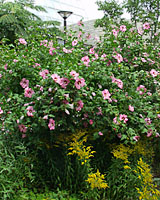 Because it flowers on new growth, rose of Sharon can recover quickly from deer browse.