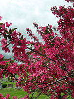 Magenta flowers of some crabapples can practically stop traffic in mid-May!