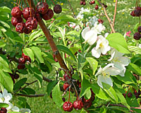 The fruit of Red Jade crabapple remain on the tree until after the floowing years flowers fade!